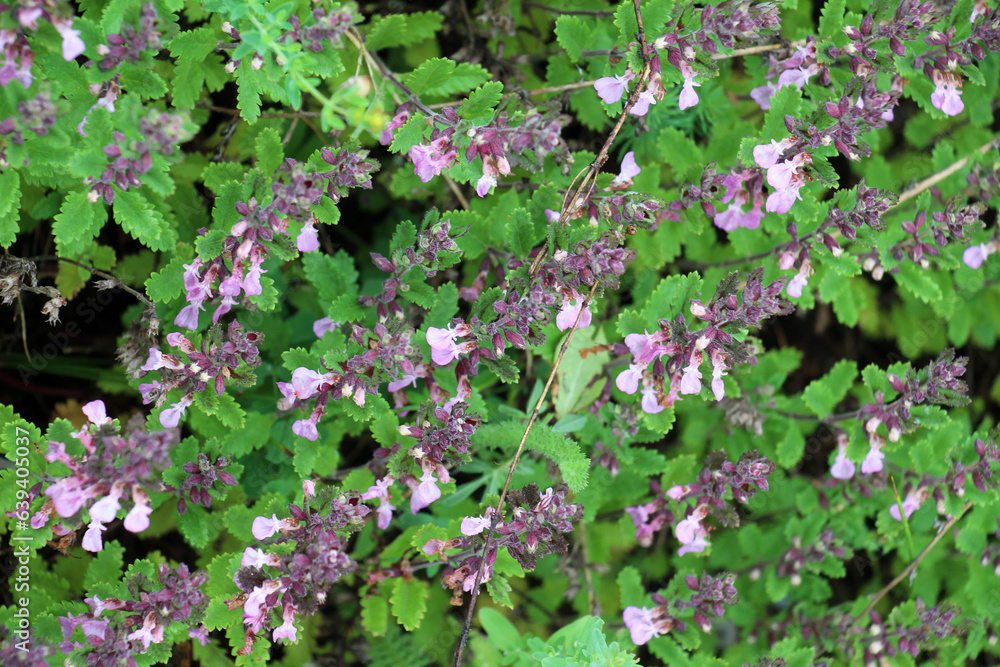 Teucrium chamaedrys grows in nature in summer Teucrium chamaedrys grows in nature in summer