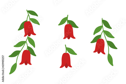 Conjunto de vectores de copihue. Dibujos de la enredadera Lapageria rosea, una planta de flores rojas, que crece en Chile.