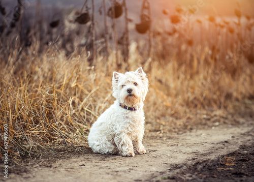 Small dog breeds White Terrier walks in the autumn