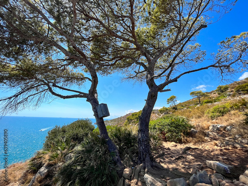 Two trees with a box on the mountain on the shores of the Mediterranean Sea 