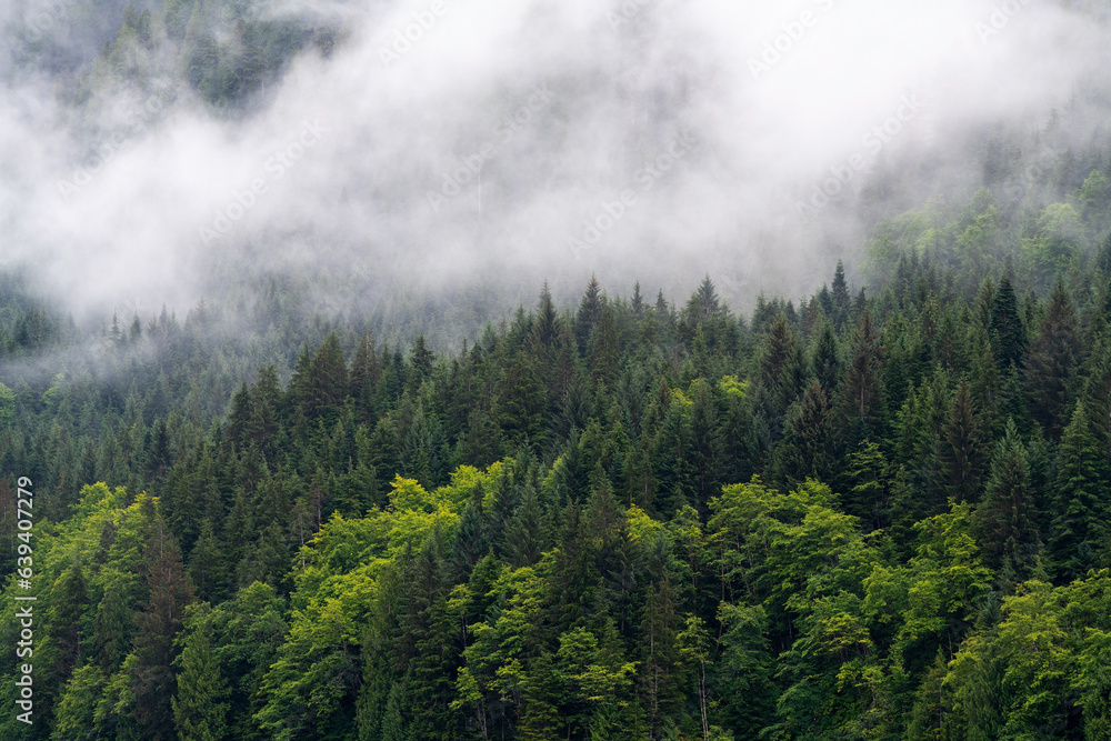 Fototapeta premium Pine trees in the mist landscape along Inside Passage cruise, Vancouver Island, British Columbia, Canada.
