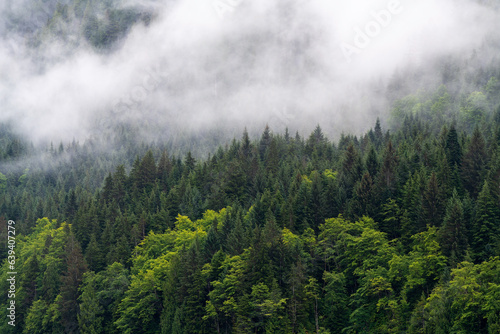 Pine trees in the mist landscape along Inside Passage cruise, Vancouver Island, British Columbia, Canada.