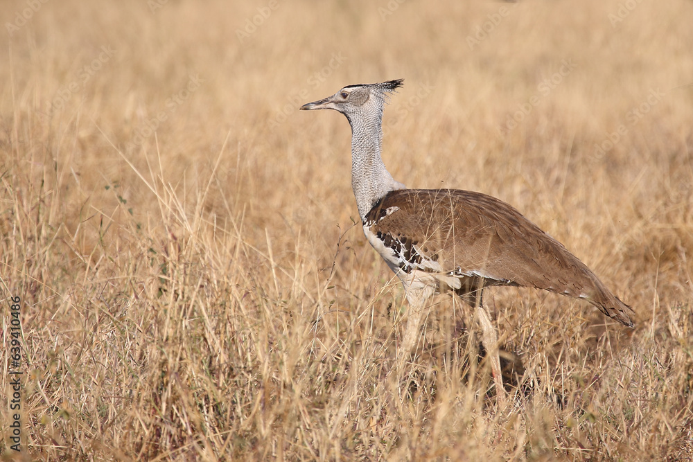 Riesentrappe / Kori bustard / Andreotis kori. Riesentrappe / Kori bustard / Andreotis kori.