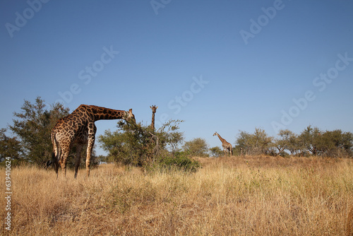 Photography Giraffe / Giraffe / Giraffa camelopardalis
