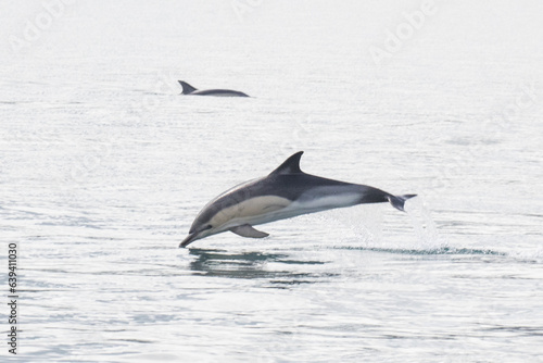 dolphin jumping out of water © scott