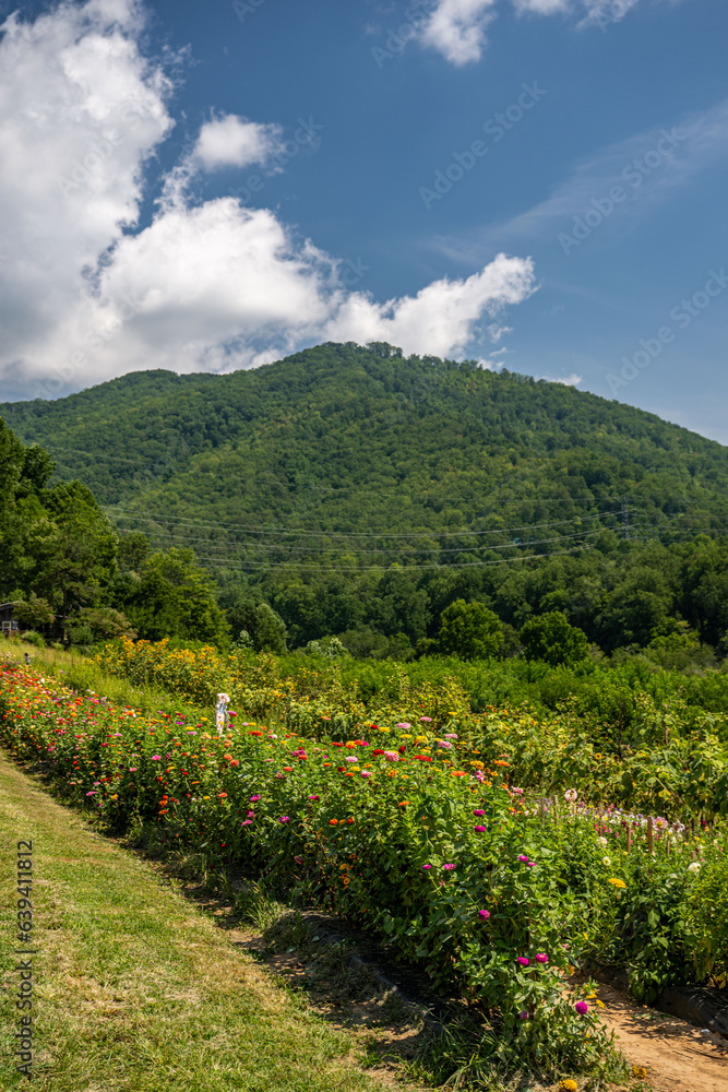 Obraz premium flower field in mountains