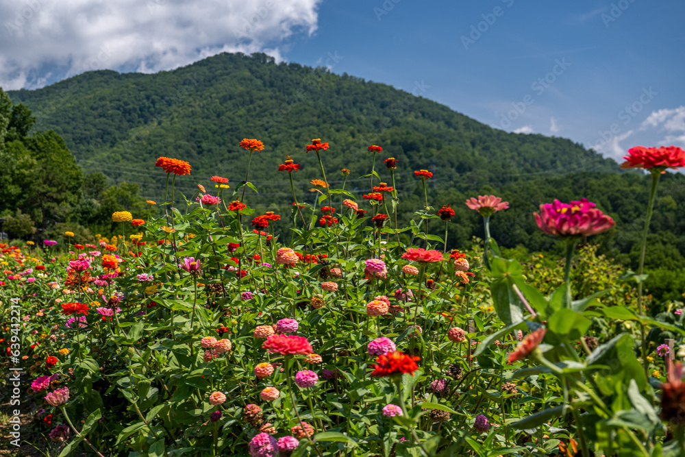 flower field in mountains