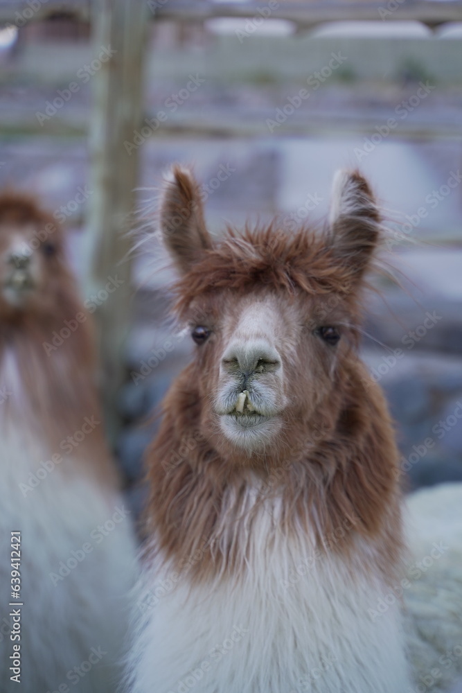 Obraz premium Llamas en Argentina