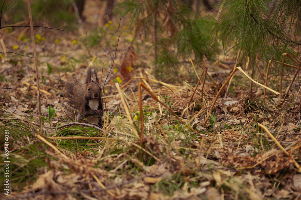 Captured how the squirrel eats. Captured how the squirrel eats.