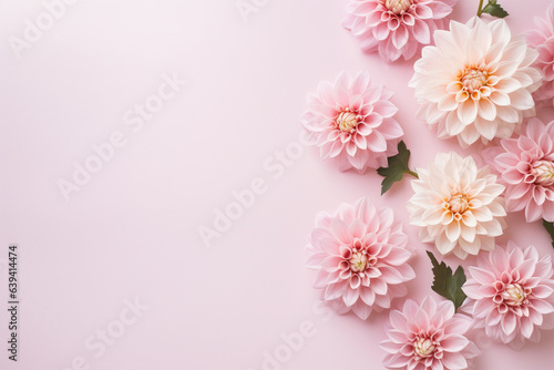 Beautiful Dahlia flowers on side of pastel pink background © Firn