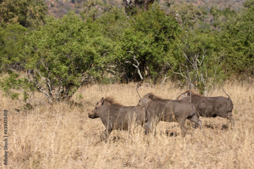 Fototapeta premium Warzenschwein / Warthog / Phacochoerus africanus.