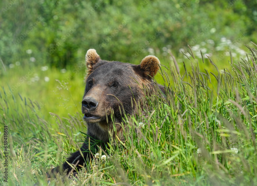 close up on Alaska brown bear close up on Alaska brown bear