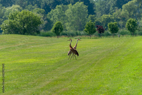 Sandhill Cranes In The Local Park In Summer In Wisconsin