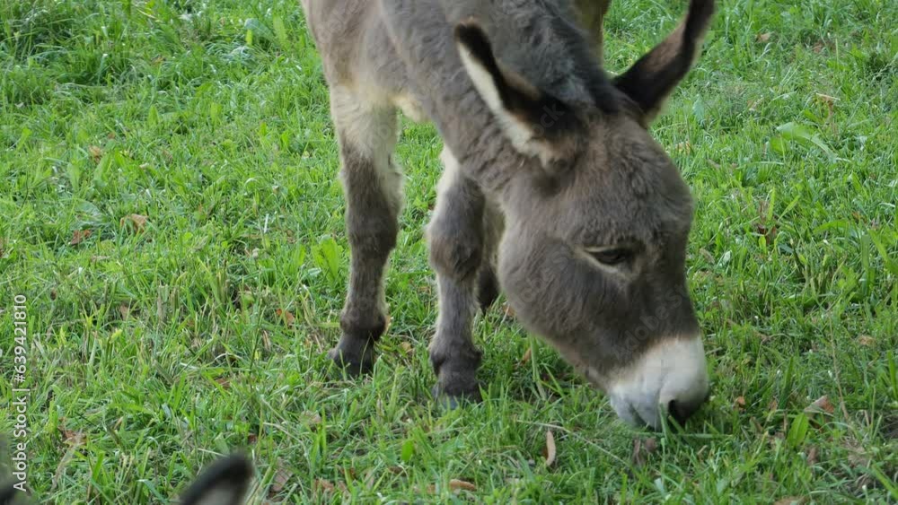Ass. The donkey sits in the meadow and eats green grass Ass. The donkey sits in the meadow and eats green grass