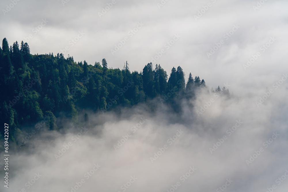 Blurry Pine forests and cloud sea in Turkey. Common buzzard