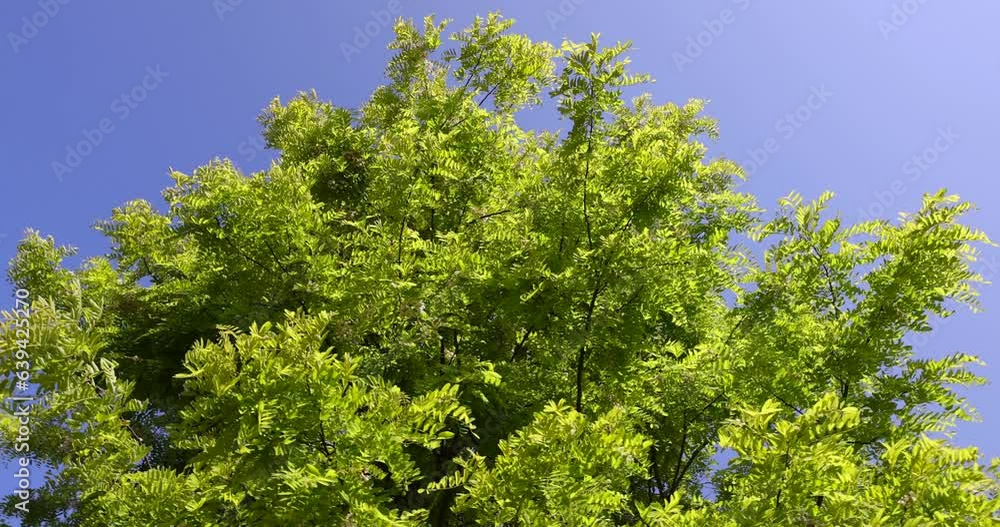 the acacia tree is white with green foliage during flowering in spring, a beautiful acacia tree in sunny weather the acacia tree is white with green foliage during flowering in spring, a beautiful acacia tree in sunny weather