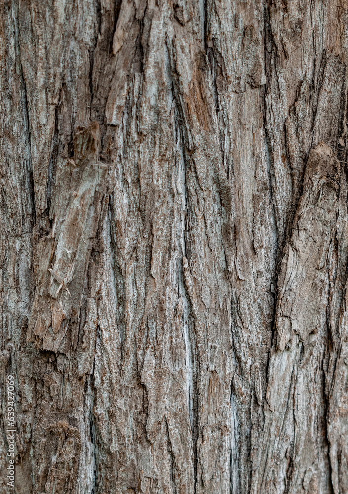 Corteza de árbol con textura. Fondo de pantalla. Corteza de árbol con textura. Fondo de pantalla.