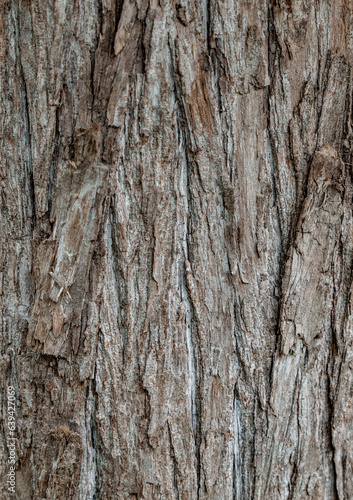 Wallpaper Mural Corteza de árbol con textura. Fondo de pantalla. Torontodigital.ca