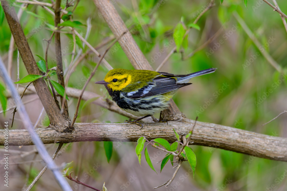 A Black-Throated Green Warbler perches on a limb at Magee Marsh Wildlife Area, in Carroll Township, Ohio. A Black-Throated Green Warbler perches on a limb at Magee Marsh Wildlife Area, in Carroll Township, Ohio.