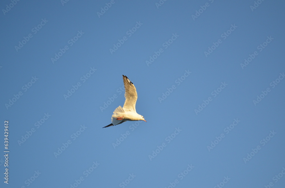 Obraz premium Seagull soaring in the blue sky