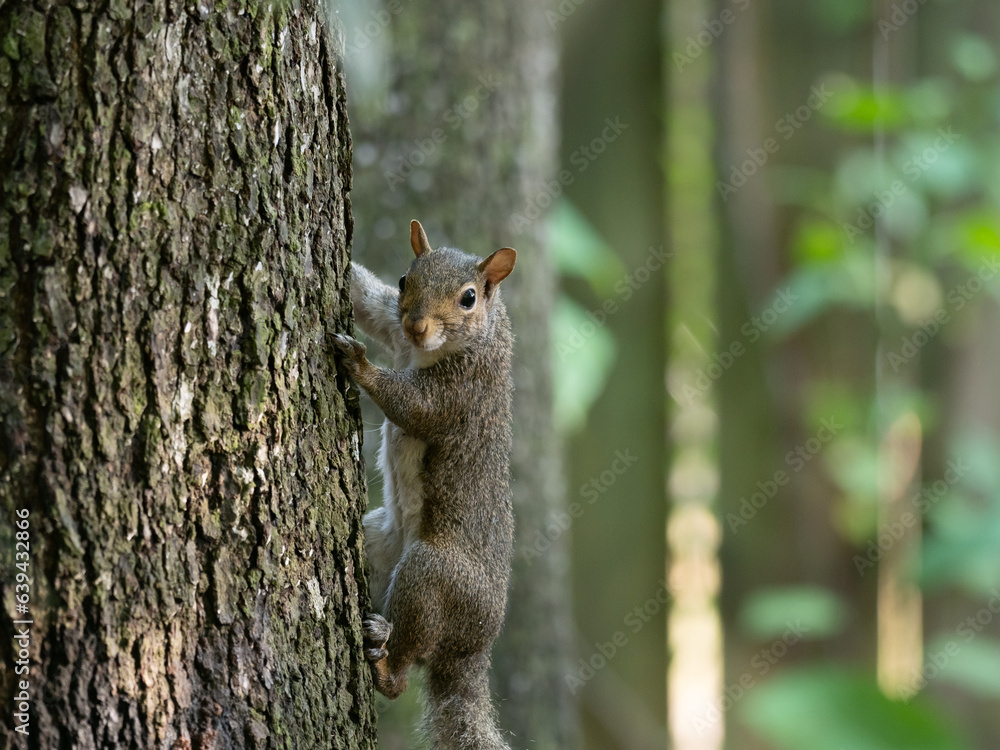 Eastern Gray Squirrel Clinging to a Tree and Looking at the Camera Eastern Gray Squirrel Clinging to a Tree and Looking at the Camera