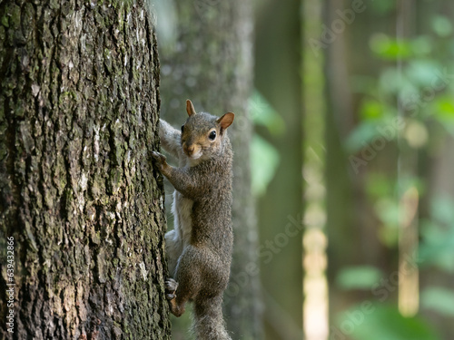Eastern Gray Squirrel Clinging to a Tree and Looking at the Camera © tloventures