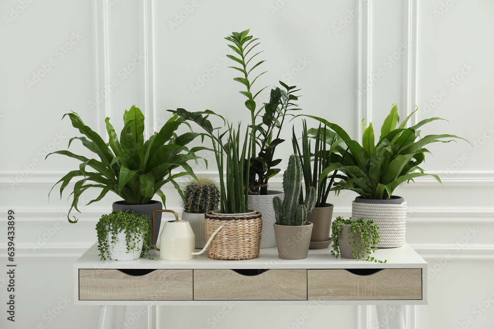 Fototapeta premium Many green potted houseplants on table near white wall
