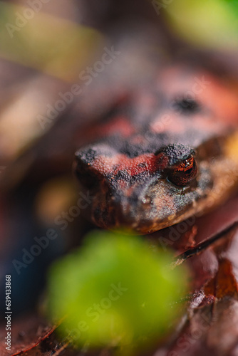 Sudamerican amphibian photo