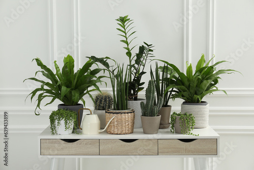 Many green potted houseplants on table near white wall © New Africa