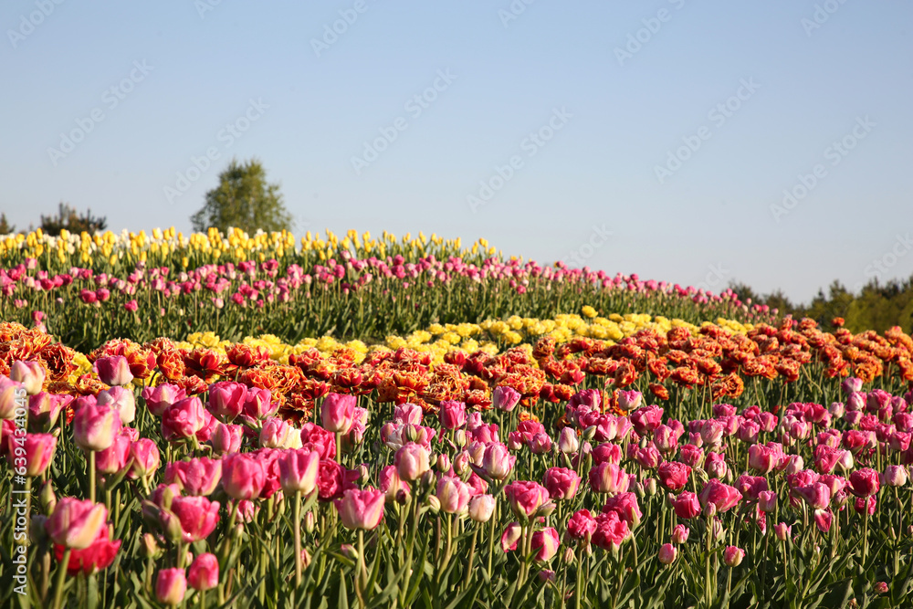 Beautiful colorful tulip flowers growing in field on sunny day Beautiful colorful tulip flowers growing in field on sunny day