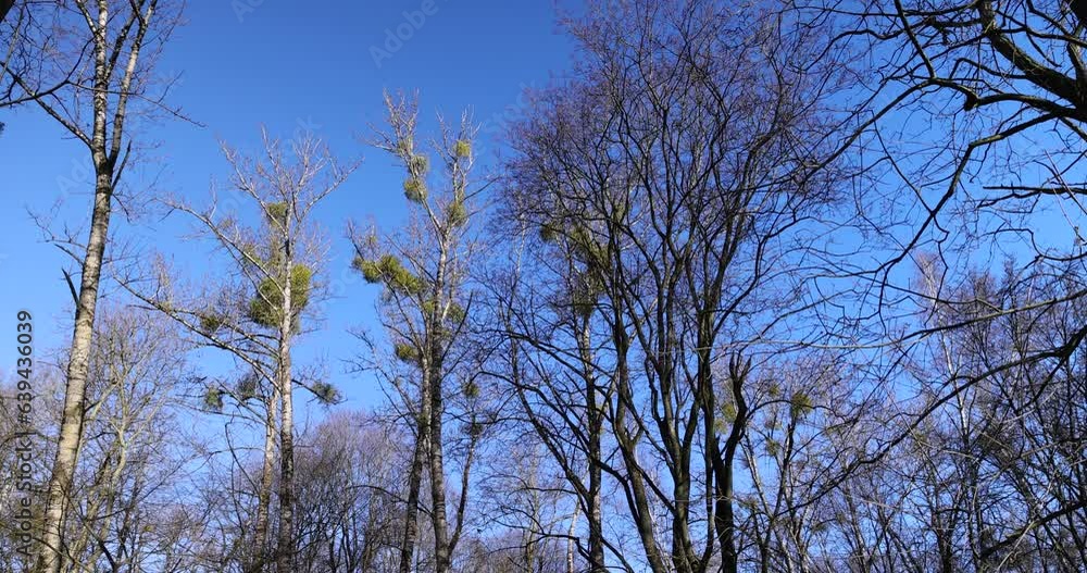 the tops of various deciduous trees in the spring season , a park with trees in early spring the tops of various deciduous trees in the spring season , a park with trees in early spring