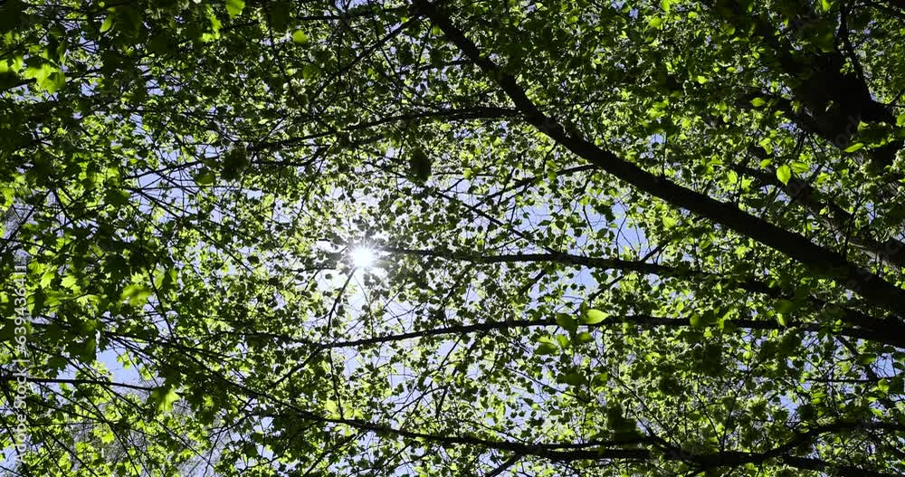 deciduous trees in the spring season in sunny weather, tall trees with green foliage in the spring season deciduous trees in the spring season in sunny weather, tall trees with green foliage in the spring season