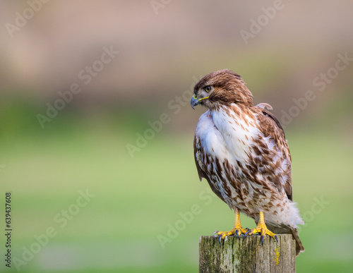 red-tailed hawk perched