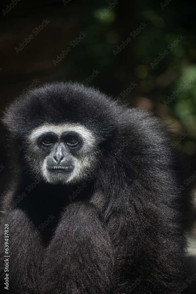 a close-up photo of a long-armed monkey a close-up photo of a long-armed monkey