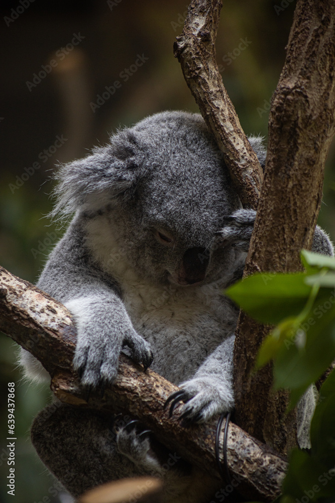 Fototapeta premium A close-up photo of a koala