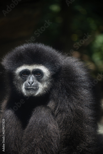 a close-up photo of a long-armed monkey