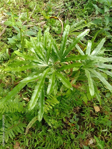 Lygodium plant between weed on the land © Zairi no Design