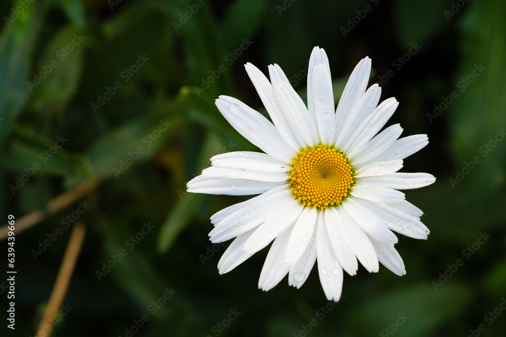 white daisy flower