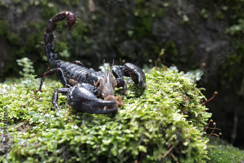 An Asian forest scorpion prepares to prey on a mole cricket on a rock overgrown with moss. This stinging animal has the scientific name Heterometrus spinifer.