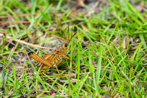 grasshopper on the grass © Diego_Camargo_Photo