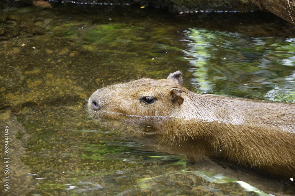 capybara in water