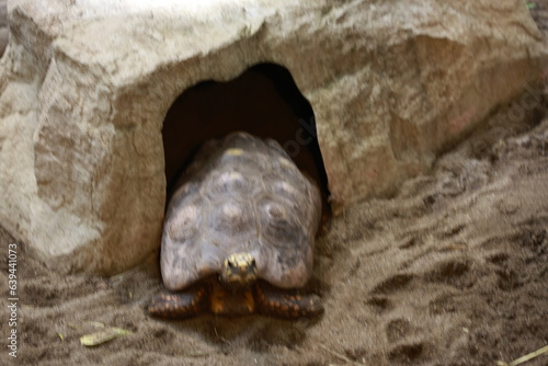 turtle coming out