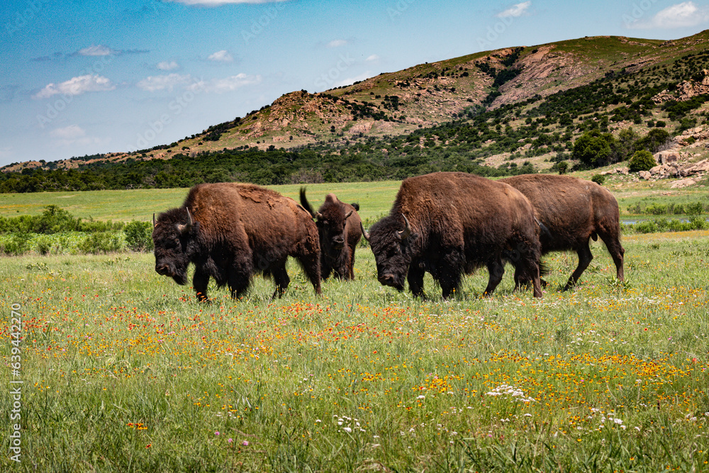 Buffalo Bison grazing in a meadow with the Wichita mountains in the background