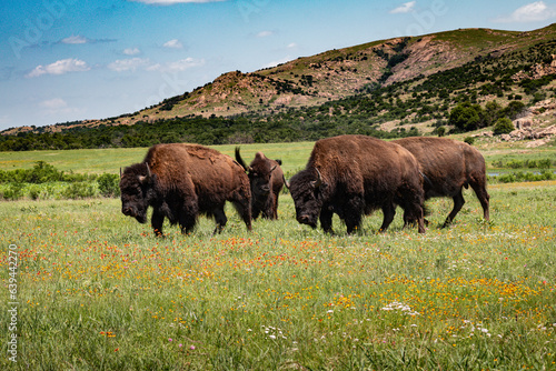 Buffalo Bison grazing in a meadow with the Wichita mountains in the background