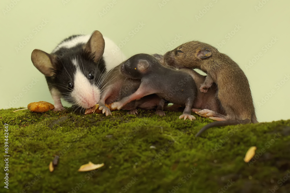 A pair of adult mice were looking for food on a moss-covered rock with their babies. This rodent mammal has the scientific name Mus musculus.