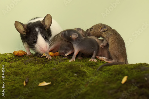 A pair of adult mice were looking for food on a moss-covered rock with their babies. This rodent mammal has the scientific name Mus musculus. © I Wayan Sumatika