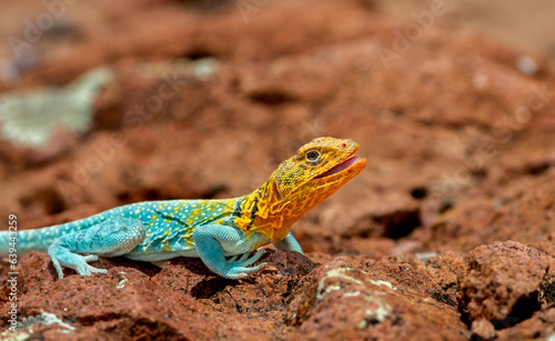 yellow headed lizard sunning on rocks 