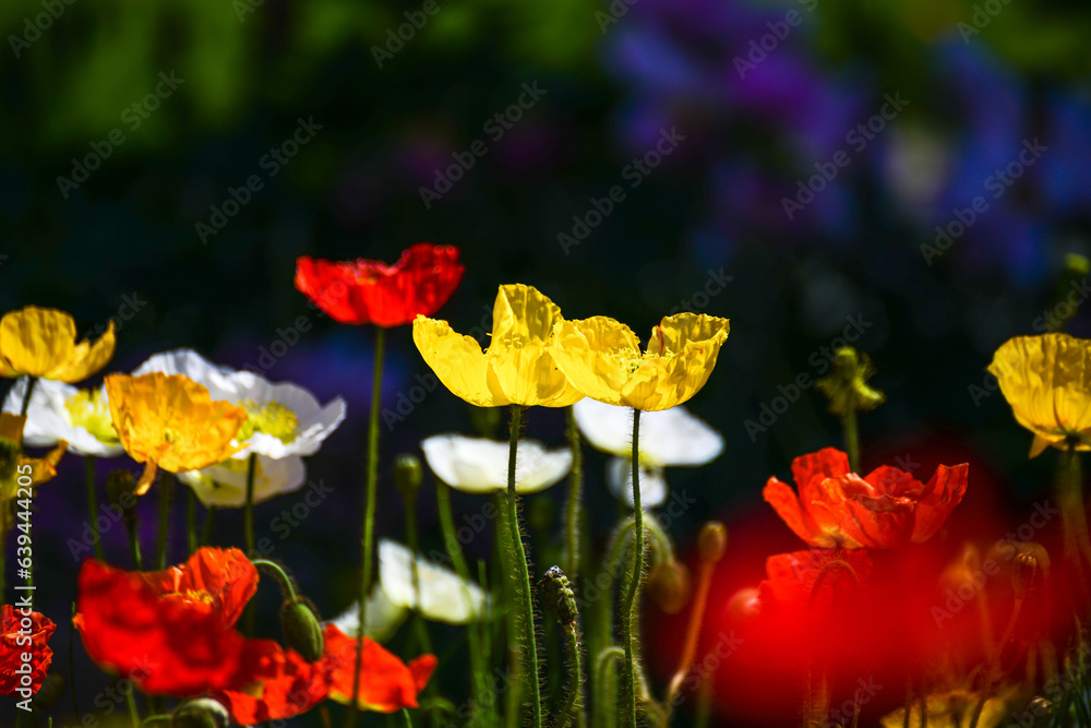 Obraz premium 양귀비