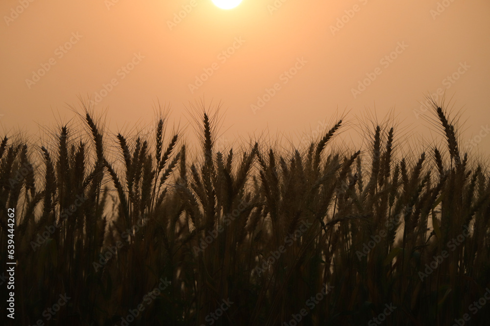 Wheat field. Ears of golden wheat close up. Beautiful Rural Scenery under Shining Sunlight and blue sky. Background of ripening ears of meadow wheat field.