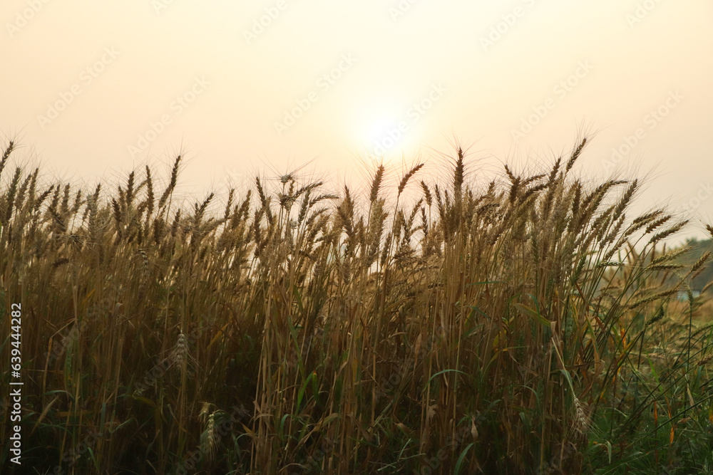 Wheat field. Ears of golden wheat close up. Beautiful Nature Sunset Landscape. Rural Scenery under Shining Sunlight. Background of ripening ears of wheat field. Rich harvest Concept. Label art design Wheat field. Ears of golden wheat close up. Beautiful Nature Sunset Landscape. Rural Scenery under Shining Sunlight. Background of ripening ears of wheat field. Rich harvest Concept. Label art design
